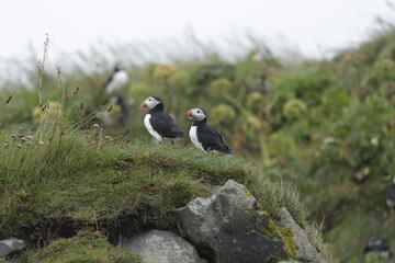 Puffin Iceland