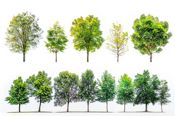 collection tree isolated on white background