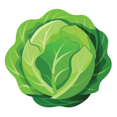 cabbage isolated on white background