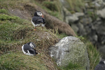 Puffin Iceland
