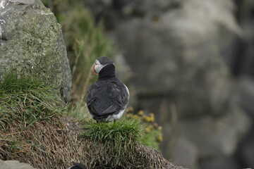 Puffin Iceland