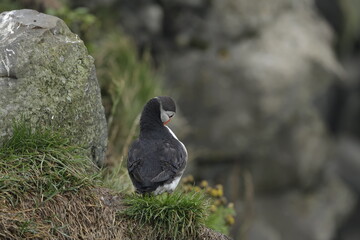Puffin Iceland
