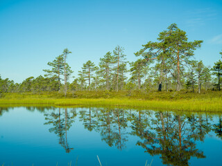 reflection of trees in water on a small forest lake in Finland
