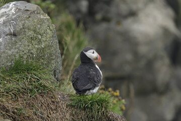 Puffin Iceland