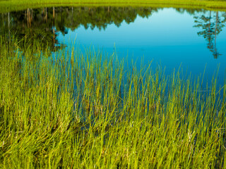 grass on the water and reflection of forest in Finland