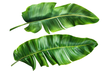 Banana Leaves on Transparent Background