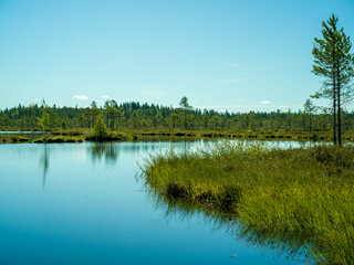 landscape with lake on a swamp in forest in Finland