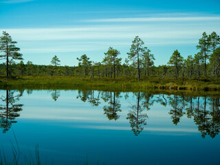 Fototapeta premium reflection of trees in water on a small forest lake in Finland