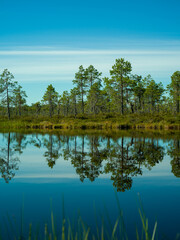 reflection of trees in water on a small forest lake in Finland