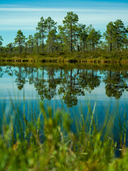 reflection of trees in water on a small forest lake in Finland