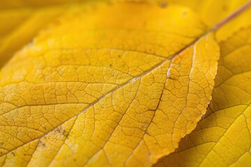 Obraz premium Macro view of yellow autumn leaf texture