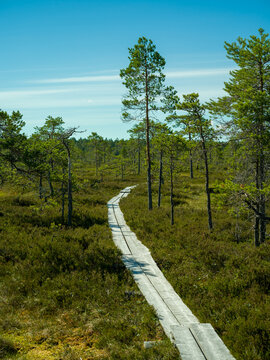 Duckboards on swamp in Finland on a sunny summer day
