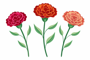 carnation flowers-3 sets vector illustration.