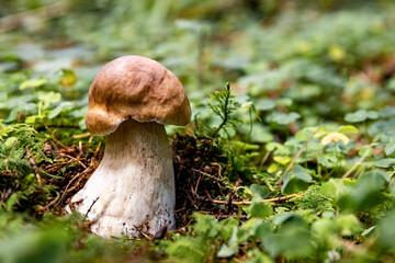 White mushroom in a mountain forest. Wet forest with mushrooms.