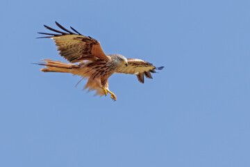 Swooping Red Kite
