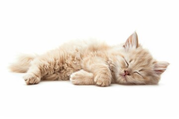 Obraz premium Sleeping kitten on white background