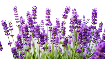 Naklejka premium Lavender Blossom Flower Plants Isolated on Transparent Background