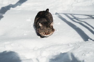 Dirty sad homeless cat in the snow.
