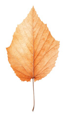 Fototapeta premium PNG Birch leaf plant tree white background.