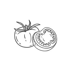 tomato in sketch style on a white background. Black and white illustration. Food illustration
