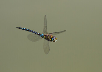 Aeschne mixte en vol © Laurent