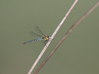 Aeschne mixte en vol © Laurent