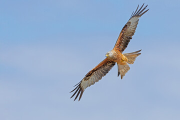 Soaring Red Kite