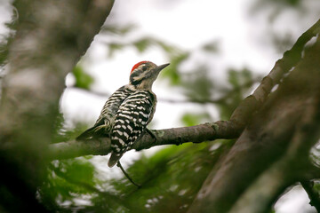 El pico mexicano ​ es una especie de ave piciforme de la familia Picidae. 