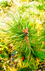 A Vibrant Pine Sprout with Fresh Green Needles Showcasing Natures Beauty and Growth