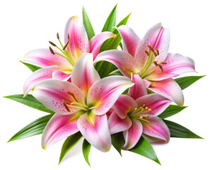 Fototapeta premium Lily Flowers with Leaves on Transparent Background - High-Resolution PNG
