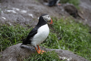 Puffin Iceland