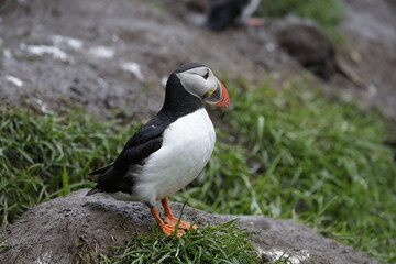 Puffin Iceland
