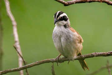 Zacatonero Serrano Mexicano Oriturus superciliosus ssp. superciliosus