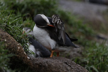Puffin Iceland