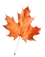 Fototapeta premium PNG Fall maple plant leaf.