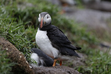 Fototapeta premium Puffin Iceland