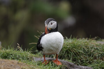Puffin Iceland