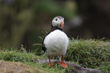 Obraz premium Puffin Iceland