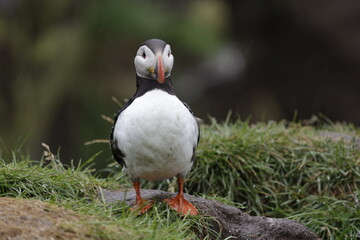 Puffin Iceland