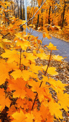 Vibrant Autumn Leaves Displaying a Stunning Array of Golden Hues in Natures Canvas