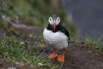 Puffin Iceland