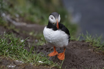 Puffin Iceland