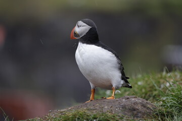 Puffin Iceland