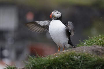 Puffin Iceland