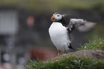 Puffin Iceland