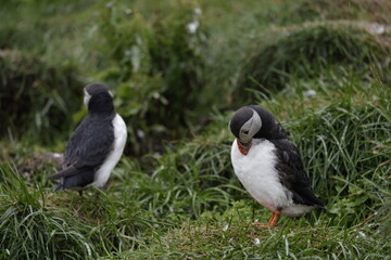 Puffin Iceland
