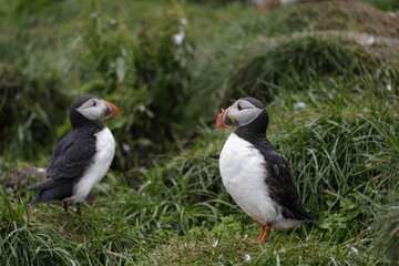 Puffin Iceland