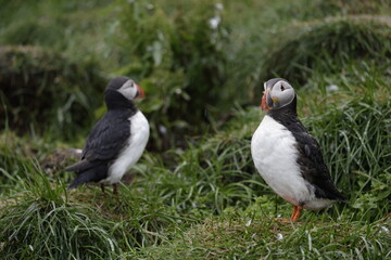 Puffin Iceland