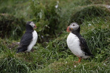 Obraz premium Puffin Iceland