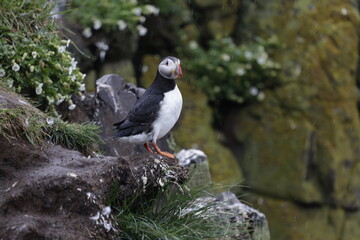 Puffin Iceland